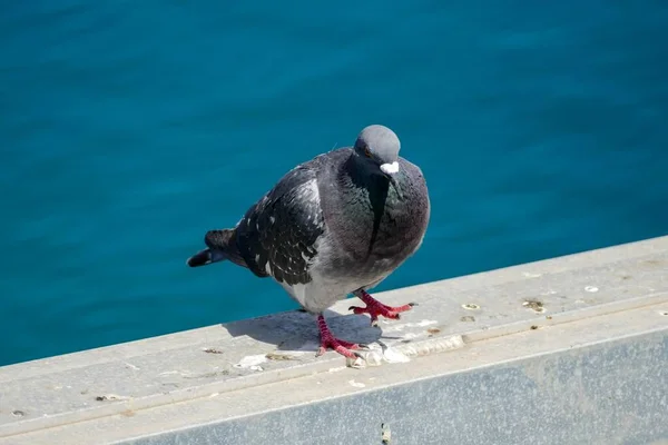 Dove Sitting Pier — Stock Photo, Image