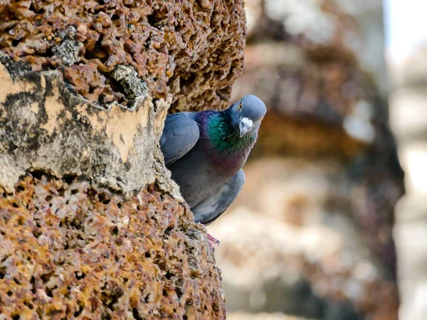 Pássaro Está Sentado Uma Árvore — Fotografia de Stock
