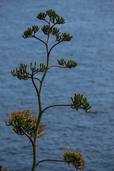 Prachtig Uitzicht Zee — Stockfoto