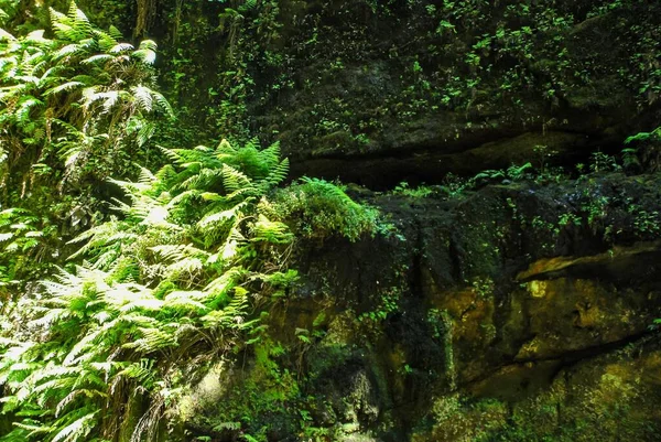 Helecho Verde Bosque —  Fotos de Stock