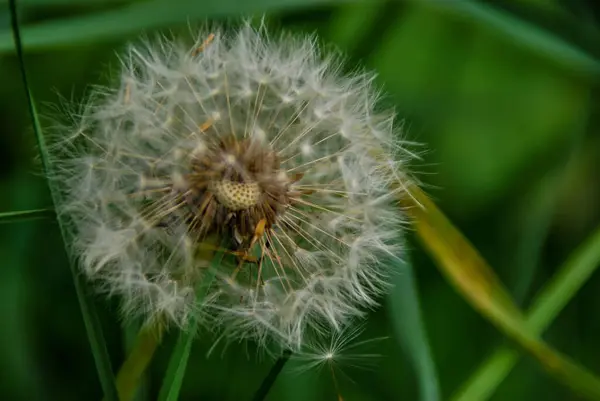 Paardebloem Bloem Een Groene Achtergrond — Stockfoto