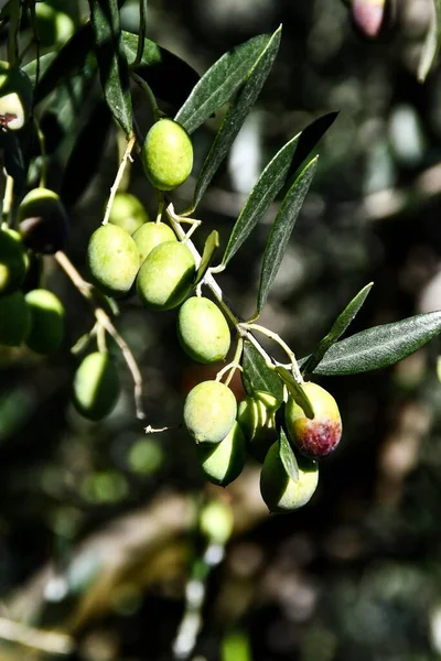 Зелені Оливки Гілці Саду — стокове фото