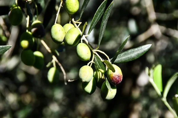 Оливкове Дерево Зеленим Листям — стокове фото