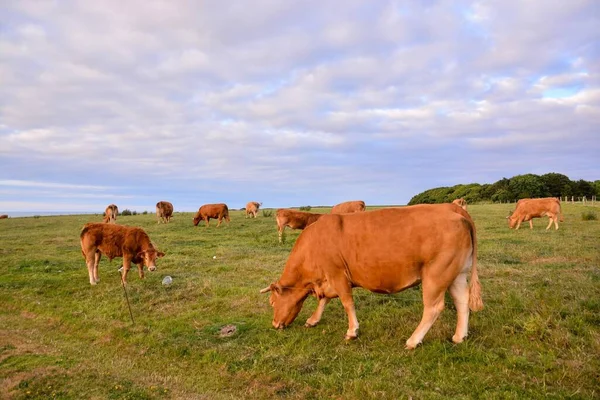 Cows Green Meadow — Stock Photo, Image