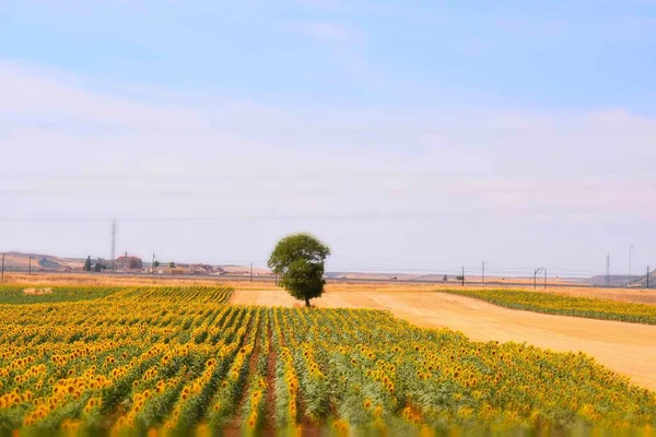 Prachtig Landschap Met Een Veld Van Gele Zonnebloemen — Stockfoto