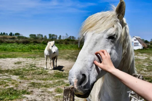 Красива Молода Жінка Конями Пасовищі — стокове фото