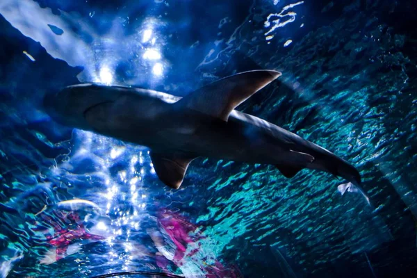 Tiburón Mar —  Fotos de Stock