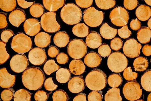 Sterta Kłód Drewna — Zdjęcie stockowe