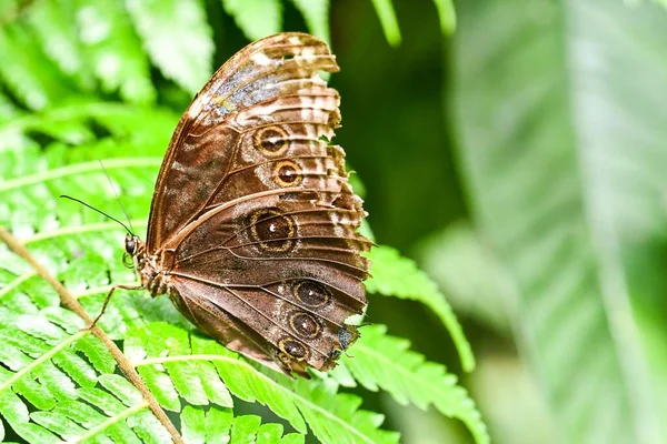 Borboleta Uma Fábrica — Fotografia de Stock