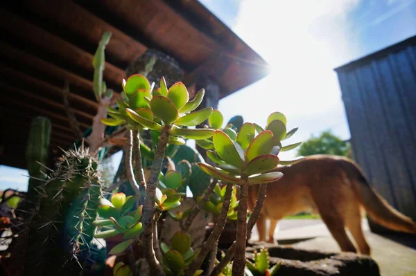 Kaktus Garten — Stockfoto