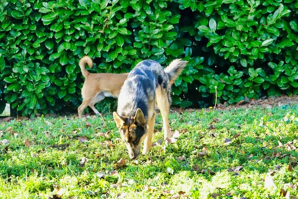 Cães Parque — Fotografia de Stock