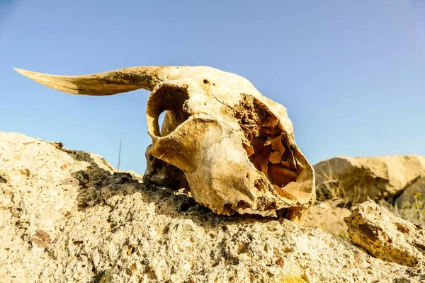 Cráneo Ovejas Desierto — Foto de Stock