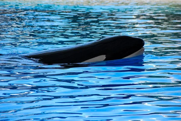 Όρκα Φάλαινα Δολοφόνος Orcinus Orca Είναι Μια Οδοντωτή Φάλαινα Που — Φωτογραφία Αρχείου