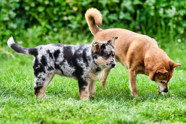 Χαριτωμένα Σκυλιά Παίζουν Στο Πάρκο — Φωτογραφία Αρχείου