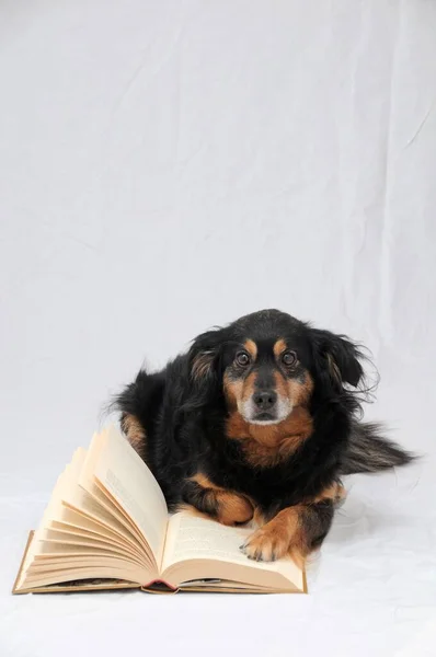 Собака Книгою Білому Тлі — стокове фото
