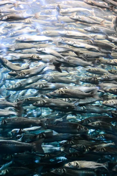 Pesci Acquario — Foto Stock