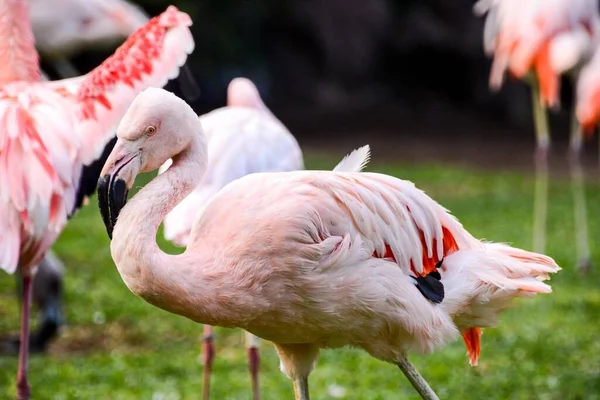 Piękne Flamingi Parku — Zdjęcie stockowe