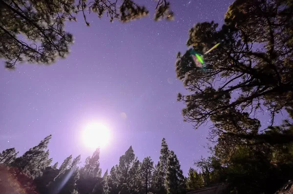 Krásná Noční Obloha Hvězdami Stromy — Stock fotografie