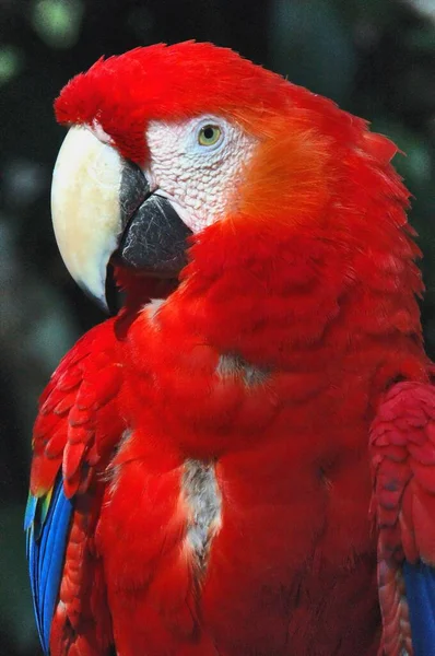 Malebný Pohled Krásného Papouška Ptáka Přírodě — Stock fotografie