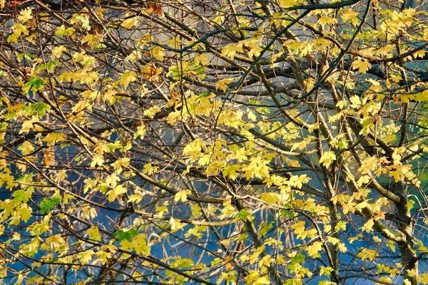 Feuilles Automne Dans Forêt — Photo