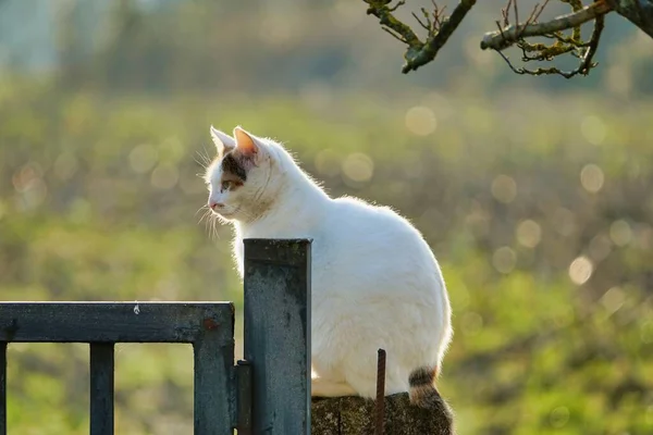 Chat Dans Jardin — Photo