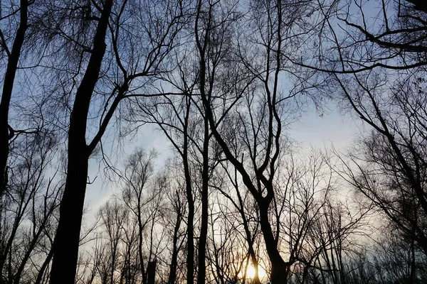 Větve Stromů Lese — Stock fotografie