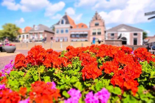 Schöne Ansicht Der Roten Blumen Garten Auf Dem Hintergrund Des — Stockfoto