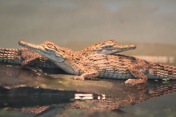 Twee baby krokodillen — Stockfoto
