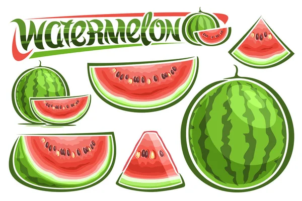 워터멜 Vector Watermelons Set 삽화들 디자인 슬라이스 수박흰 배경을 — 스톡 벡터