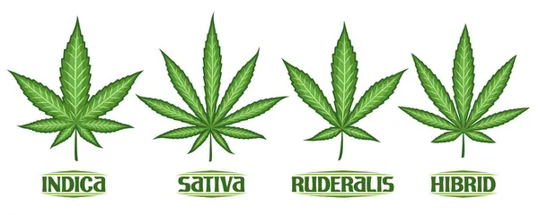 Vector Cannabis Leaves Set Verzameling Van Uitgesneden Illustraties Verschillende Cannabis — Stockvector