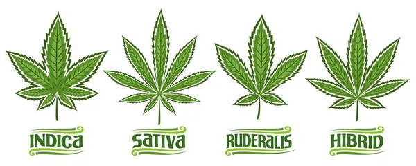 Vector Cannabis Leaves Set Verzameling Van Uitgesneden Illustraties Verschillende Cannabis — Stockvector