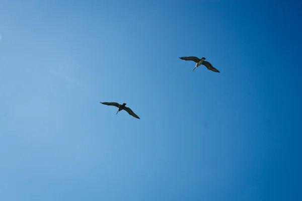 Пелікани у небі Стокове Зображення