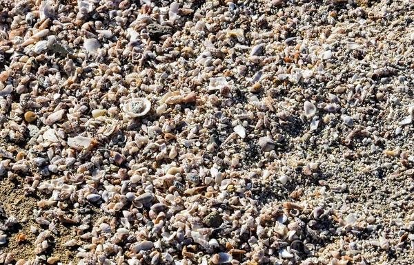 seashells, shore, sea, sand, shells, pebbles, vacation, sea breeze