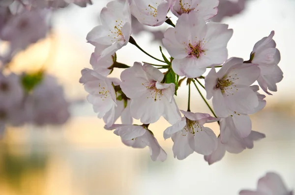 Цветение сакуры Стоковое Фото
