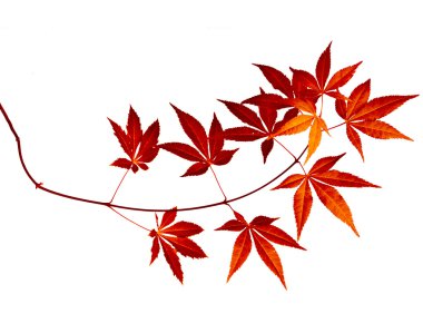 Japanese Red Autumn maple tree leaves (Acer palmatum) isolated