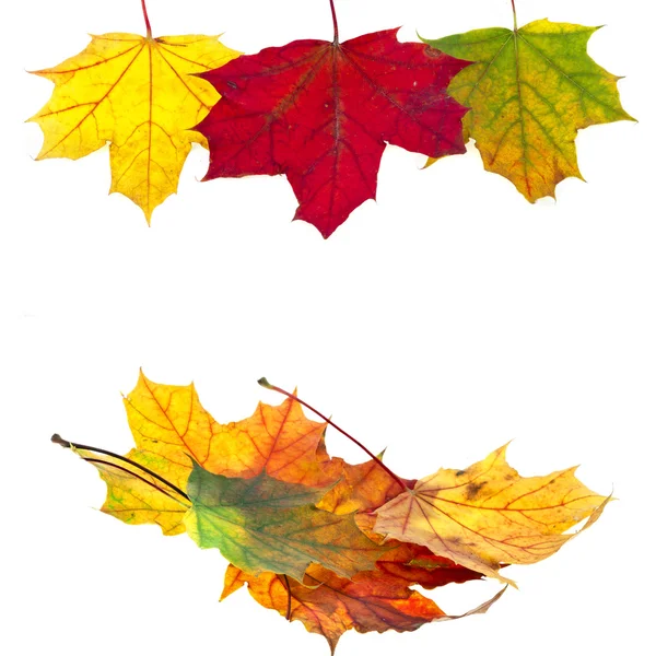 Beautiful background of autumn maple leaves — Stock Image Beautiful background of autumn maple leaves Royalty Free Stock Images