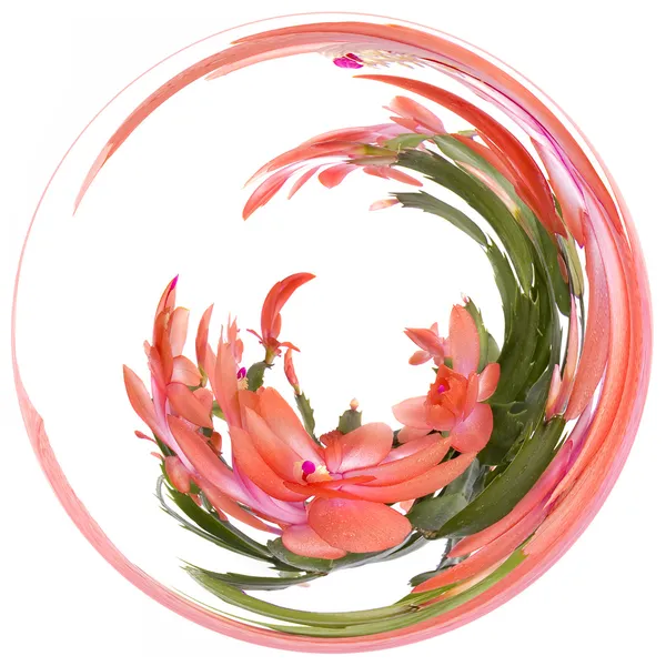 Flower Exercise — Stock Image Flower Exercise Royalty Free Stock Photos