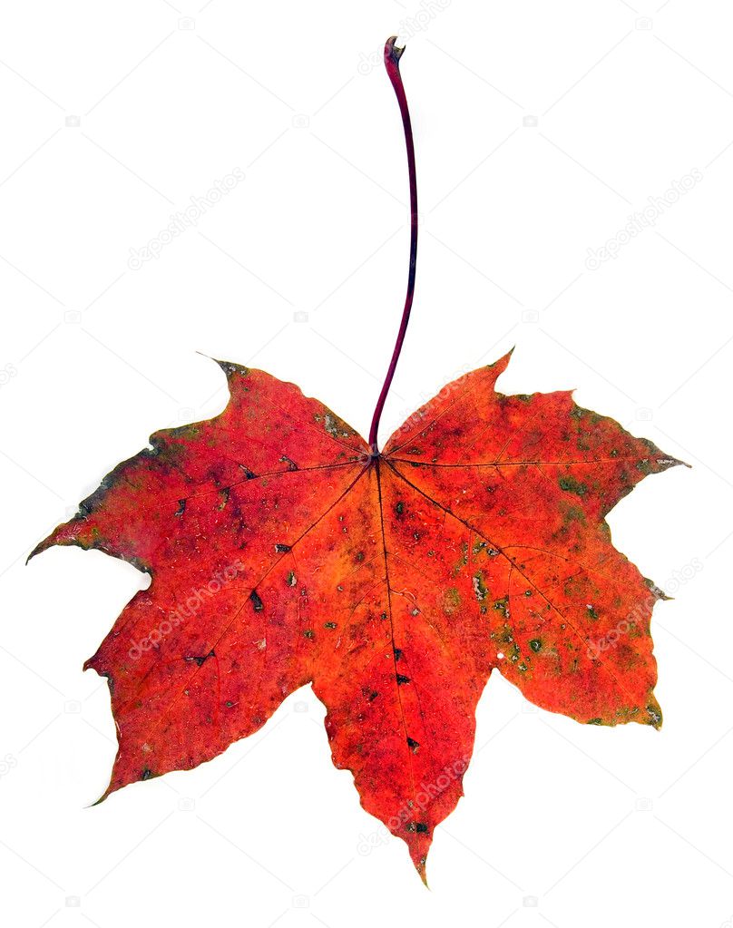 autumn leave maple isolated