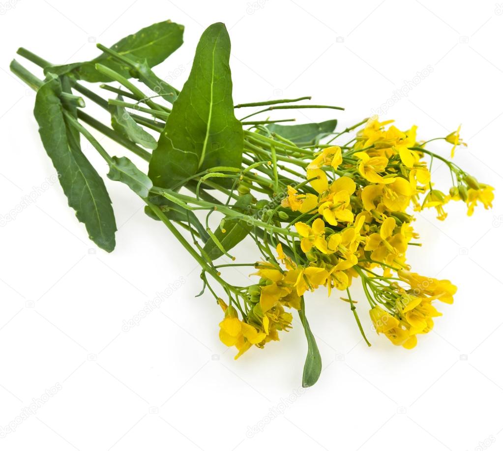 Flower Barbarea vulgaris, Bitter Yellow Rocket plant (Cruciferae