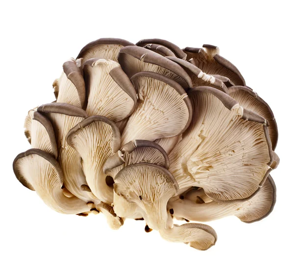 Oyster mushroom on white background — Stock Image Oyster mushroom on white background Royalty Free Stock Photos