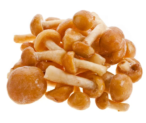 Mushroom a honey agaric frozen isolated on white background — Stock Image Mushroom a honey agaric frozen isolated on white background Royalty Free Stock Images
