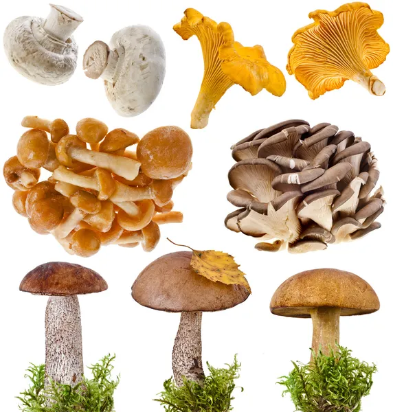 Collection of oyster, boletus mushroom in a green moss isolated on white background — Stock Image Collection of oyster, boletus mushroom in a green moss isolated on white background Stock Image