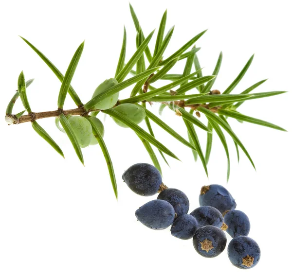 Branch of juniper with berries isolated on white — Stock Photo