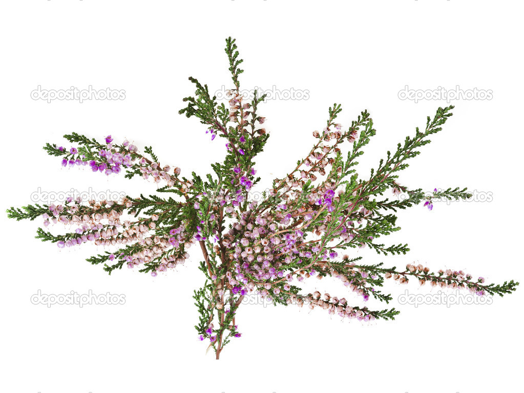 Heather with purple flowers isolated on white background
