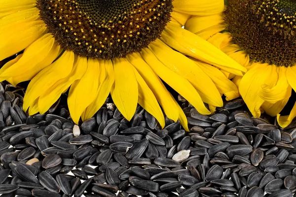 Flower sunflower seeds