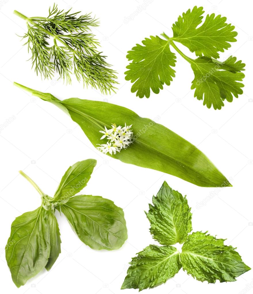 Collection of fresh herbs — Stock Photo © Madllen 14403515