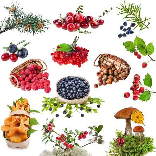 Collection of wild forest plants with berries, fruits, fungi, nuts — Stock Image Collection of wild forest plants with berries, fruits, fungi, nuts Stock Image