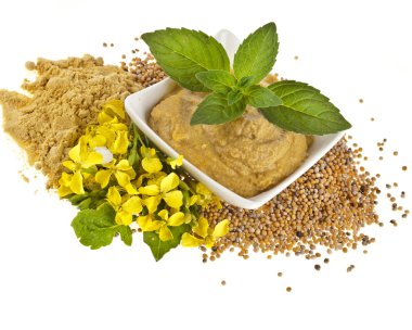 Mustard dish sauce and powder, seeds with mustard flower bloom on white