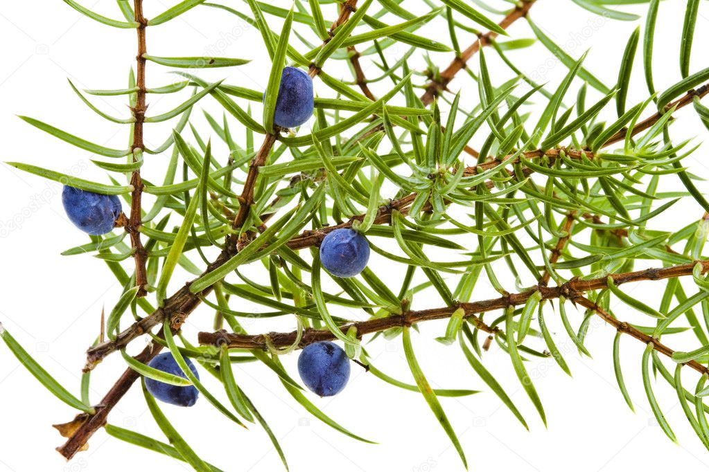 Branch of juniper with berries isolated on white Stock Photo by ...