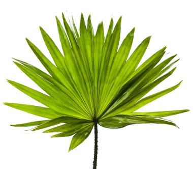 Green palm leaf (Livistona Rotundifolia palm tree) close up isolated on white background